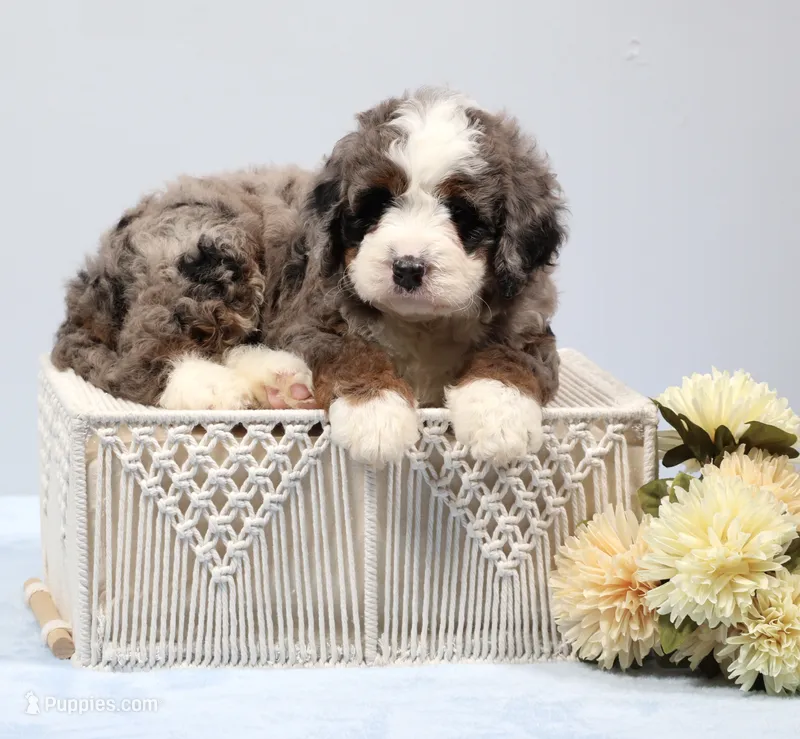 Fletcher  – Miniature Bernedoodle puppy for sale in Livingston, WI