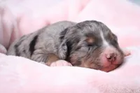 Jacqui , a female Miniature Bernedoodle for sale in Livingston, WI – 4 of 4