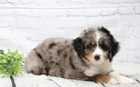 Felix , a male Miniature Bernedoodle for sale in Livingston, WI – 2 of 10