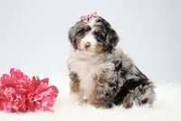 Callie, a female Miniature Bernedoodle for sale in Livingston, WI – 2 of 10