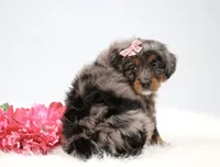 Candy , a female Miniature Bernedoodle for sale in Livingston, WI – 7 of 10