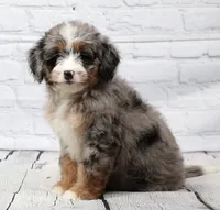 Fern, a female Miniature Bernedoodle for sale in Livingston, WI – 3 of 10