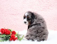 Edison, a male Miniature Bernedoodle for sale in Livingston, WI – Photo 9 of 10