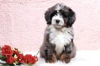 Edison, a male Miniature Bernedoodle for sale in Livingston, WI – Photo 1 of 10