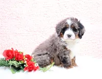 Edison, a male Miniature Bernedoodle for sale in Livingston, WI – Photo 8 of 10