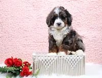 Edison, a male Miniature Bernedoodle for sale in Livingston, WI – Photo 6 of 10
