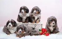 Edison, a male Miniature Bernedoodle for sale in Livingston, WI – Photo 10 of 10