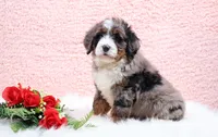 Edison, a male Miniature Bernedoodle for sale in Livingston, WI – Photo 7 of 10