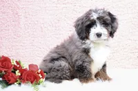 Edison, a male Miniature Bernedoodle for sale in Livingston, WI – Photo 3 of 10