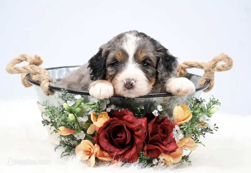 Felix  – Miniature Bernedoodle puppy for sale in Livingston, WI