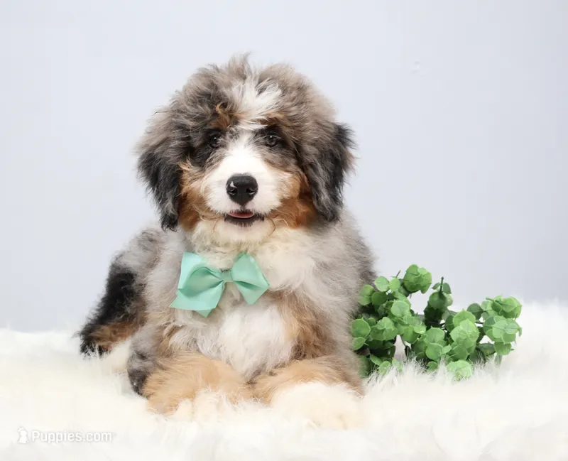 Fido – Miniature Bernedoodle puppy for sale in Livingston, WI