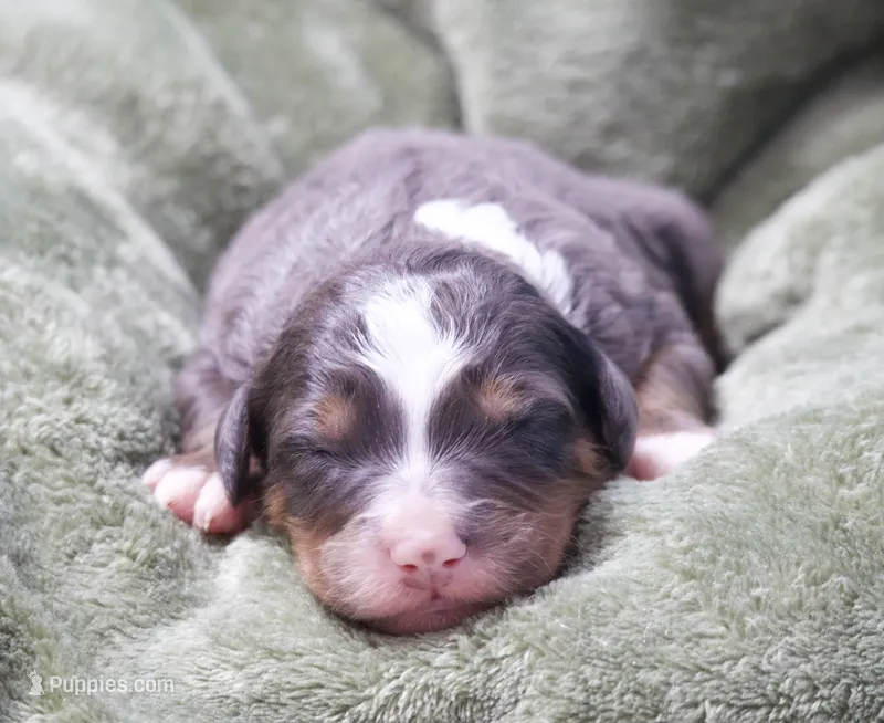 Jasper  – Miniature Bernedoodle puppy for sale in Livingston, WI