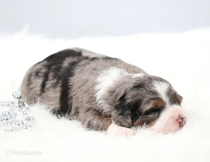 Flora  – Miniature Bernedoodle puppy for sale in Livingston, WI