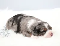 Flora , a female Miniature Bernedoodle for sale in Livingston, WI – 1 of 6