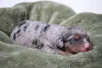 Jenson, a male Miniature Bernedoodle for sale in Livingston, WI – 3 of 3