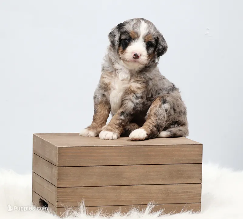 Fern – Miniature Bernedoodle puppy for sale in Livingston, WI