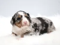 Callie, a female Miniature Bernedoodle for sale in Livingston, WI – 8 of 10