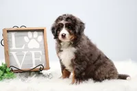 Carter , a male Miniature Bernedoodle for sale in Livingston, WI – 2 of 10