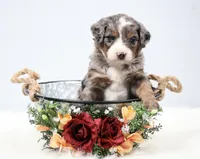 Finn, a male Miniature Bernedoodle for sale in Livingston, WI – 5 of 10