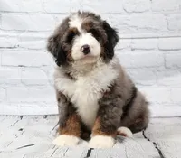 Frisco , a male Miniature Bernedoodle for sale in Livingston, WI – 2 of 10