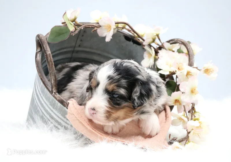Callie – Miniature Bernedoodle puppy for sale in Livingston, WI