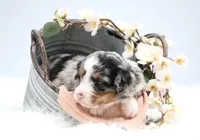 Callie, a female Miniature Bernedoodle for sale in Livingston, WI – 7 of 10
