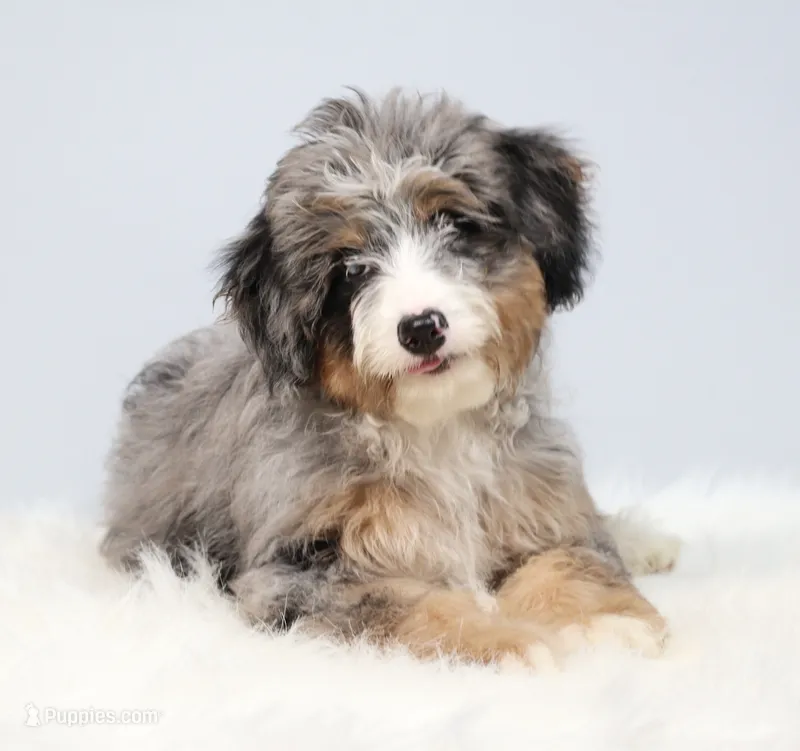 Fern – Miniature Bernedoodle puppy for sale in Livingston, WI