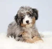 Fern, a female Miniature Bernedoodle for sale in Livingston, WI – 4 of 10