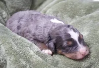 Jasper , a male Miniature Bernedoodle for sale in Livingston, WI – 3 of 3