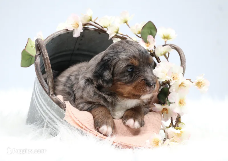 Candy  – Miniature Bernedoodle puppy for sale in Livingston, WI