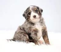 Finn, a male Miniature Bernedoodle for sale in Livingston, WI – 6 of 10