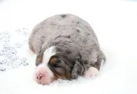 Fido, a male Miniature Bernedoodle for sale in Livingston, WI – 2 of 5