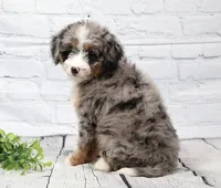 Fern, a female Miniature Bernedoodle for sale in Livingston, WI – 4 of 10