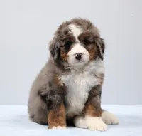 Fido, a male Miniature Bernedoodle for sale in Livingston, WI – 7 of 10