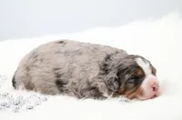 Fido, a male Miniature Bernedoodle for sale in Livingston, WI – 3 of 5