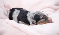Jasmine , a female Miniature Bernedoodle for sale in Livingston, WI – 4 of 4