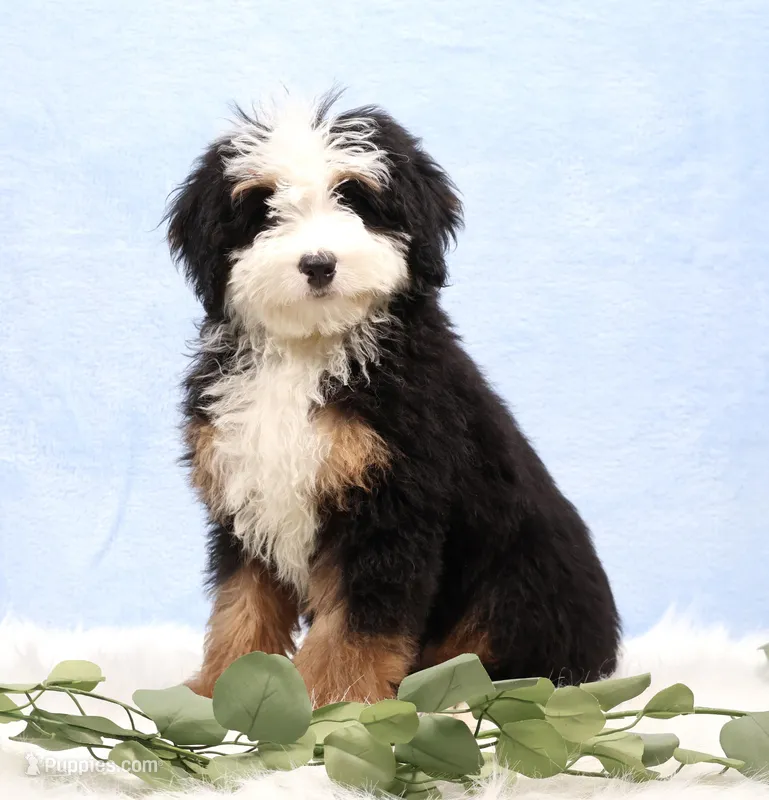 Dawson – Miniature Bernedoodle puppy for sale in Livingston, WI