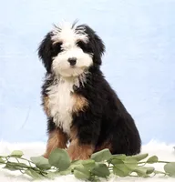Dawson, a male Miniature Bernedoodle for sale in Livingston, WI – Photo 1 of 10