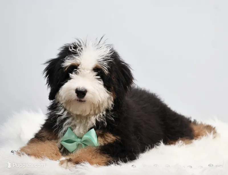 Dawson – Miniature Bernedoodle puppy for sale in Livingston, WI
