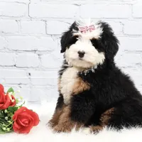 Dawson, a male Miniature Bernedoodle for sale in Livingston, WI – Photo 7 of 10