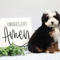 Dawson, a male Miniature Bernedoodle for sale in Livingston, WI – Photo 6 of 10