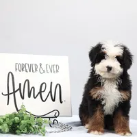 Dawson, a male Miniature Bernedoodle for sale in Livingston, WI – Photo 4 of 10