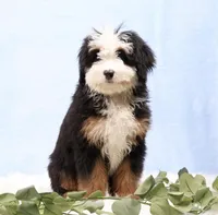 Dawson, a male Miniature Bernedoodle for sale in Livingston, WI – Photo 2 of 10