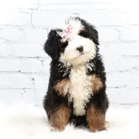Dawson, a male Miniature Bernedoodle for sale in Livingston, WI – Photo 8 of 10