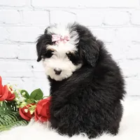 Dawson, a male Miniature Bernedoodle for sale in Livingston, WI – Photo 9 of 10