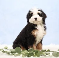 Dawson, a male Miniature Bernedoodle for sale in Livingston, WI – Photo 3 of 10