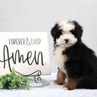 Dawson, a male Miniature Bernedoodle for sale in Livingston, WI – Photo 5 of 10