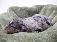 Jupiter , a male Miniature Bernedoodle for sale in Livingston, WI – 4 of 4
