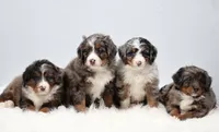 Candy , a female Miniature Bernedoodle for sale in Livingston, WI – 8 of 10