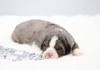 Frisco , a male Miniature Bernedoodle for sale in Livingston, WI – 3 of 6